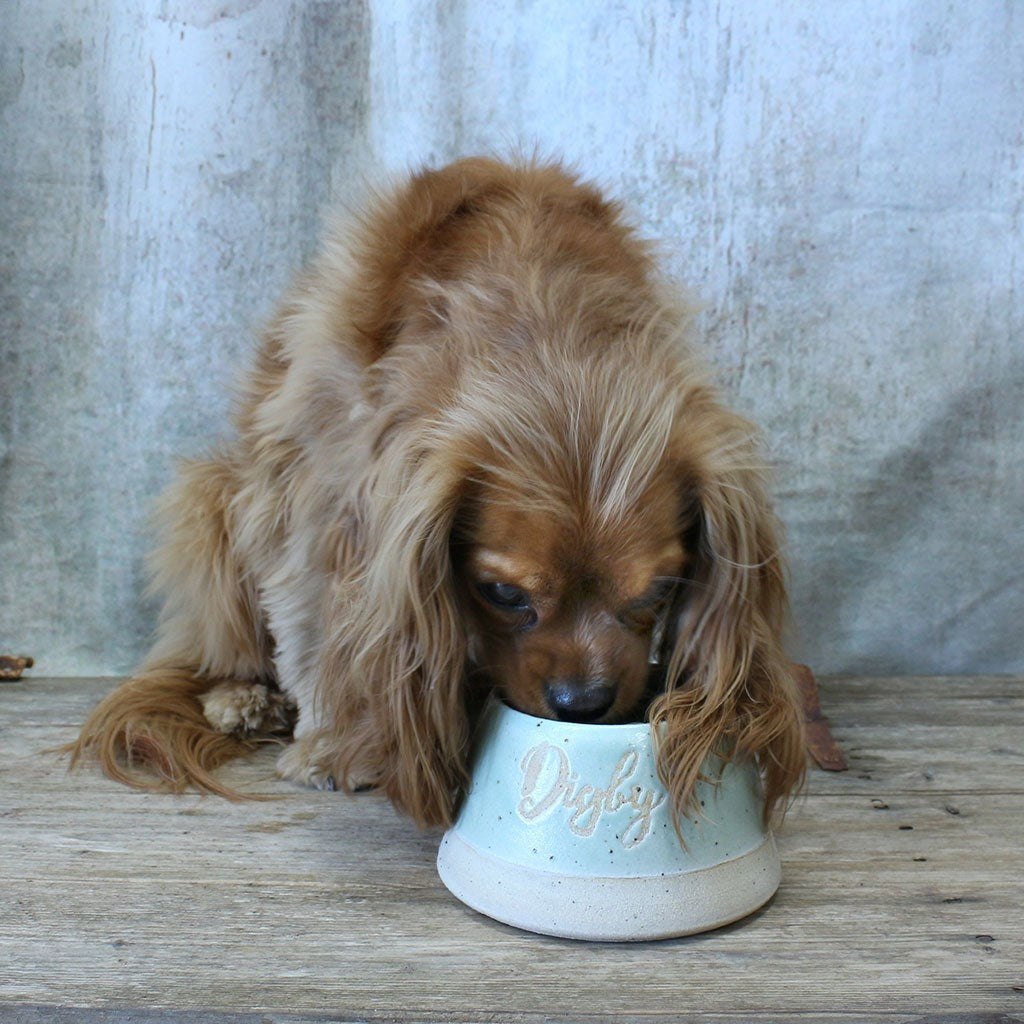 Dog bowls for cavalier king charles spaniels best sale