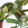 three small ceramic and glass budgie plant decorations, in green, aqua and sapphire, on house plant stems