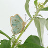small ceramic and glass butterfly plant decoration, with wire feet wrapped around plant stem