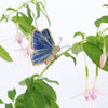 small ceramic and glass sapphire blue butterfly plant decoration, with wire legs wrapped around a house plant stem