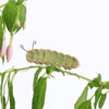 small ceramic and glass emerald green caterpillar plant decoration, with wire legs wrapped around house plant stem