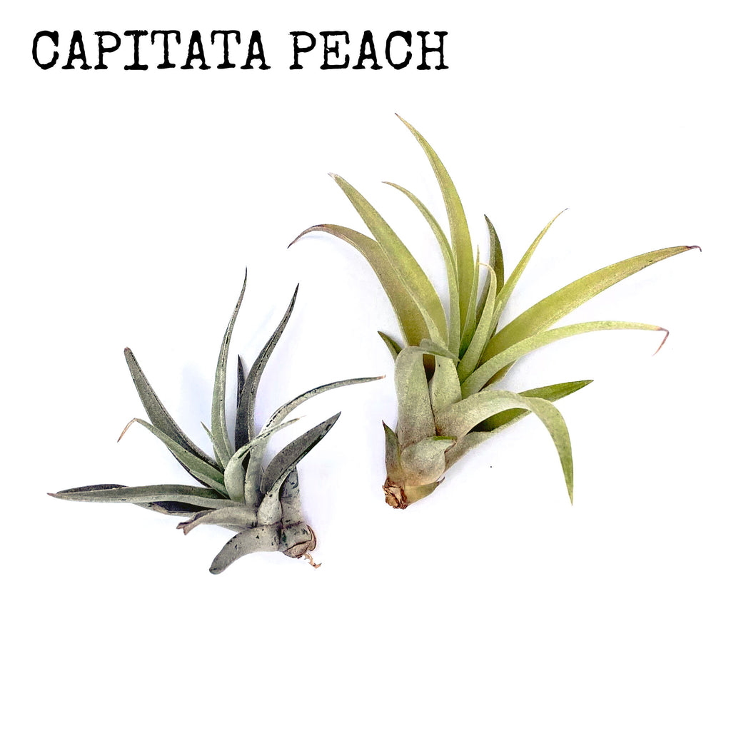 Capitata Peach Air Plant