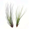 Juncifolia Air Plant - Habulous