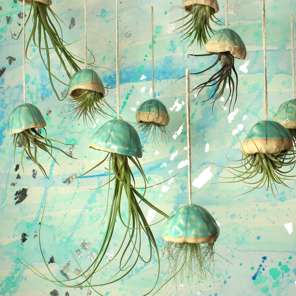 A group of jellyfish air plants in ceramic turquoise shells and  a variety of air plants against a blue and silver paint splattered backdrop.