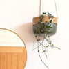 A Moorland hanging planter glazed in a light brown around the rim and a rich forest green around the base. A string of hearts plant drapes over the side.