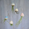 All 5 pastel coloured jellyfish shells with different air plants hanging from different levels