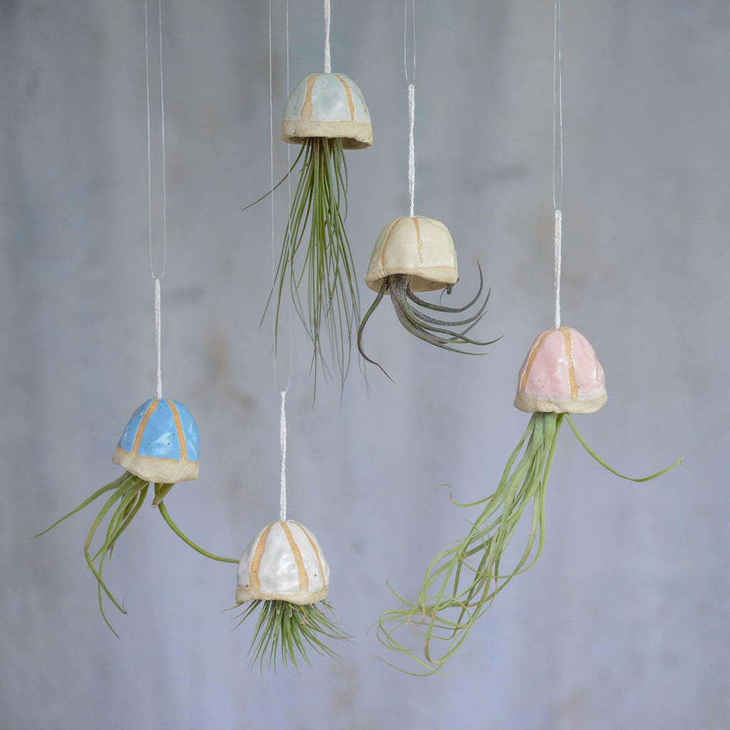 All 5 pastel coloured jellyfish shells with different air plants hanging from different levels