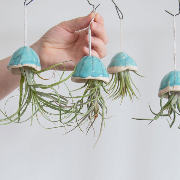 A hand hanging a Pruinosa jellyfish air plant on a hook next to a Balbisiana, Ionantha and Pruinosa jellyfish