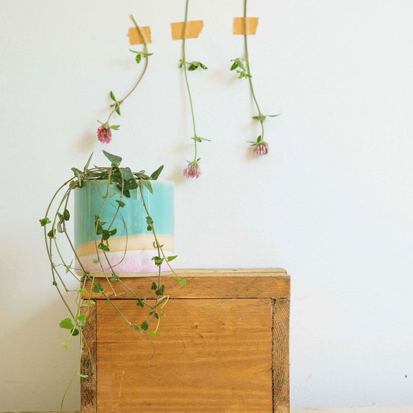 A large Shoreline plant pot containing a string of hearts plant sits on the edge of a wooden table. Three wildflowers are taped to the wall behind